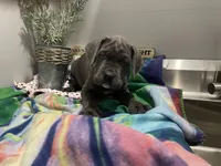 Sammy, a male Cane Corso for sale in Grabill, IN – 2 of 4