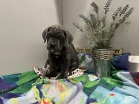 Sammy, a male Cane Corso for sale in Grabill, IN – 3 of 4
