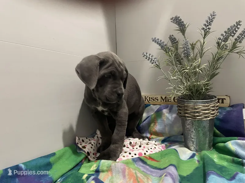 Sammy – Cane Corso puppy for sale in Grabill, IN
