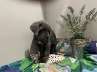 Sammy, a male Cane Corso for sale in Grabill, IN – 1 of 4