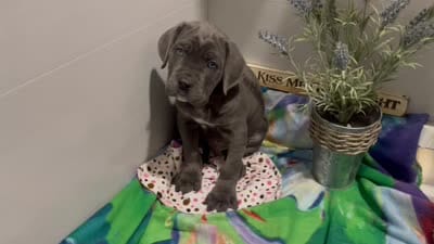 Sammy, a male Cane Corso for sale in Grabill, IN – 4 of 4