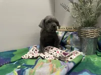 Layla, a female Cane Corso for sale in Grabill, IN – 4 of 4