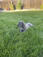 Layla, a female Cane Corso for sale in Grabill, IN – 4 of 5