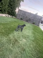 Abby, a female Cane Corso for sale in Grabill, IN – 3 of 4