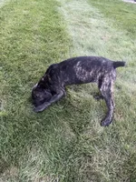 Abby, a female Cane Corso for sale in Grabill, IN – 2 of 4