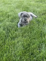 Layla, a female Cane Corso for sale in Grabill, IN – 2 of 5