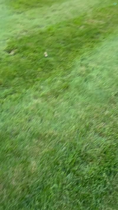 Abby, a female Cane Corso for sale in Grabill, IN – 4 of 4