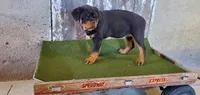 Abby, a female Rottweiler for sale in Grabill, IN – Photo 3 of 3