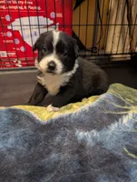 Spot, a male Australian Shepherd for sale in Glenrock, WY – 4 of 10
