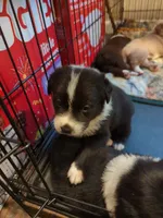 Spot, a male Australian Shepherd for sale in Glenrock, WY – 5 of 10