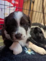 Rosie, a female Australian Shepherd for sale in Glenrock, WY – 3 of 7