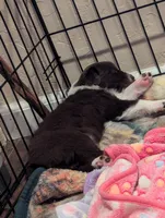 Rosie, a female Australian Shepherd for sale in Glenrock, WY – 2 of 7
