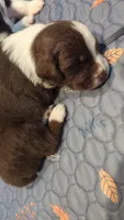 Rosie, a female Australian Shepherd for sale in Glenrock, WY – 4 of 7