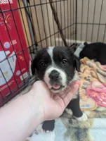 Spot, a male Australian Shepherd for sale in Glenrock, WY – 8 of 10