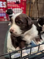 Rosie, a female Australian Shepherd for sale in Glenrock, WY – 5 of 7
