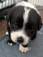 Spot, a male Australian Shepherd for sale in Glenrock, WY – 6 of 10
