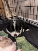 Spot, a male Australian Shepherd for sale in Glenrock, WY – 9 of 10