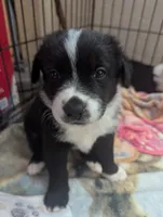 Spot, a male Australian Shepherd for sale in Glenrock, WY – 2 of 10
