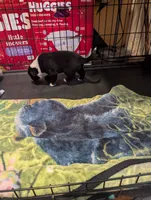 Spot, a male Australian Shepherd for sale in Glenrock, WY – 10 of 10