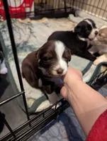 Rosie, a female Australian Shepherd for sale in Glenrock, WY – 6 of 7