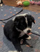 Spot, a male Australian Shepherd for sale in Glenrock, WY – 3 of 10