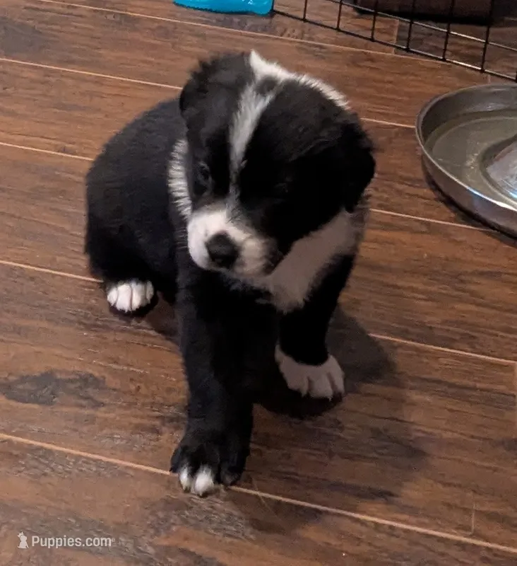Spot – Australian Shepherd puppy for sale in Glenrock, WY