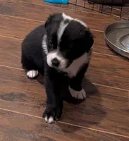 Spot, a male Australian Shepherd for sale in Glenrock, WY – 1 of 10