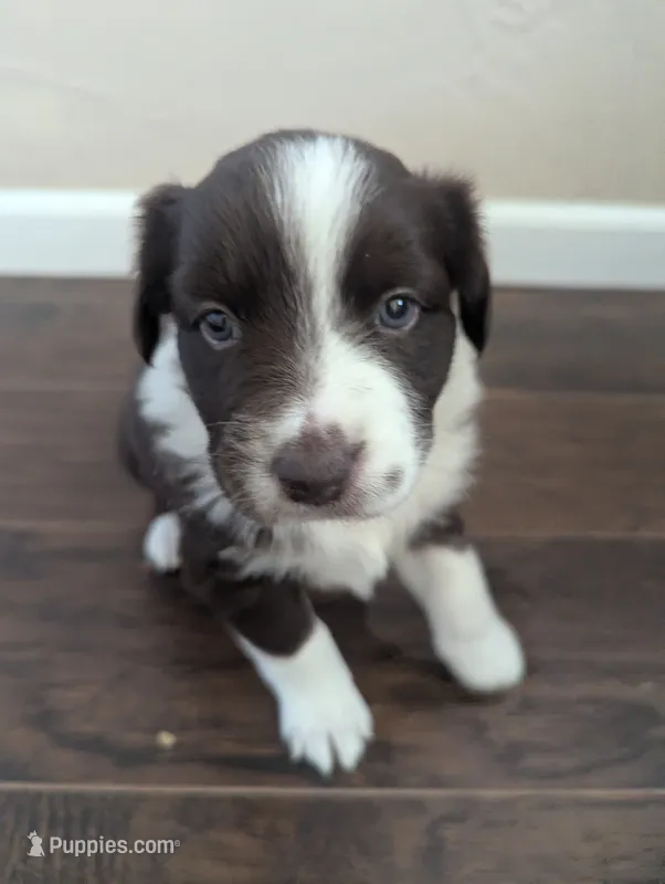 Rosie – Australian Shepherd puppy on hold in Glenrock, WY