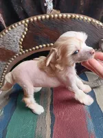 Nix, a male Chinese Crested for sale in Armstrong, IA – 2 of 2