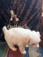 Tommy, a male Chinese Crested for sale in Armstrong, IA – 2 of 2