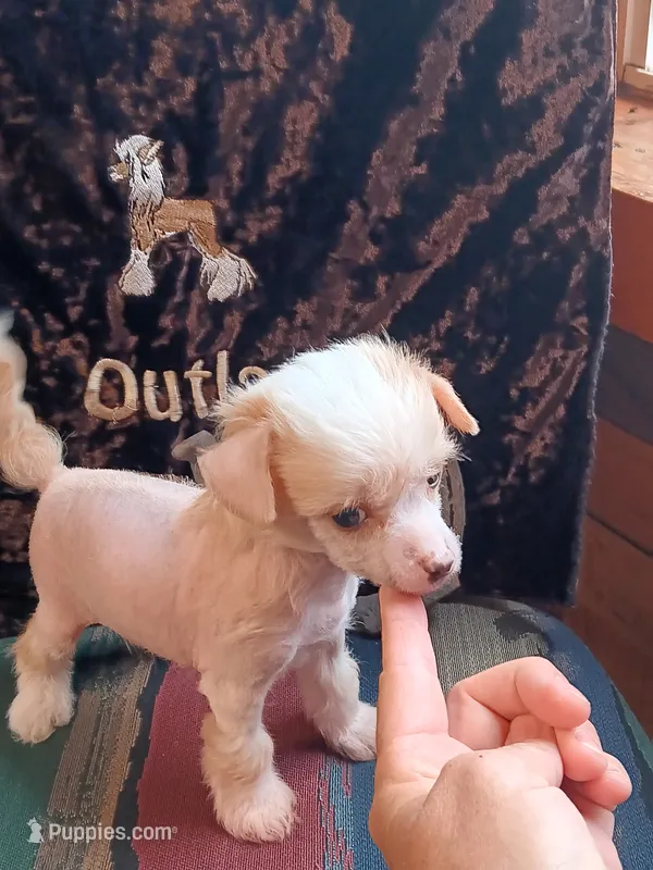 Lance – Chinese Crested puppy for sale in Armstrong, IA