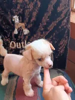 Lance, a male Chinese Crested for sale in Armstrong, IA – 1 of 2