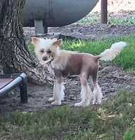 Lance, a male Chinese Crested for sale in Armstrong, IA – 2 of 6