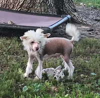 Elwood, a male Chinese Crested for sale in Armstrong, IA – 2 of 6