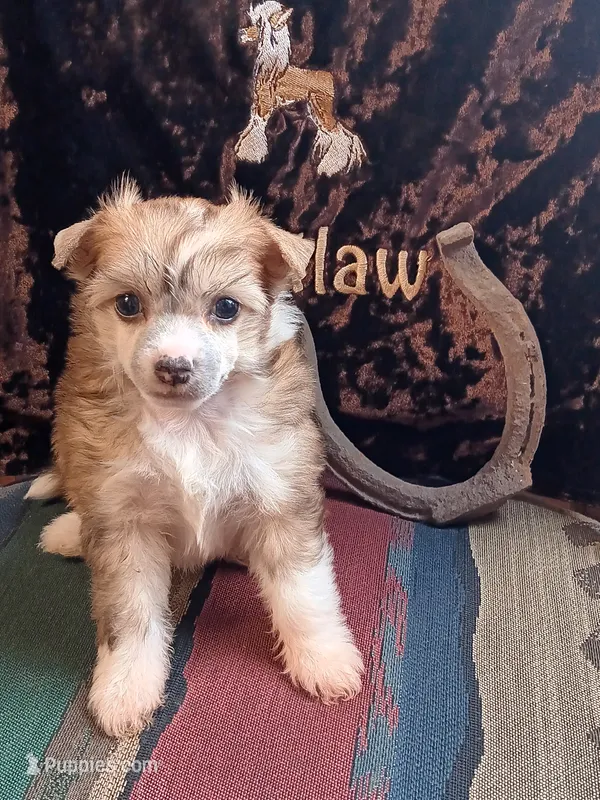 Colt – Chinese Crested puppy for sale in Armstrong, IA