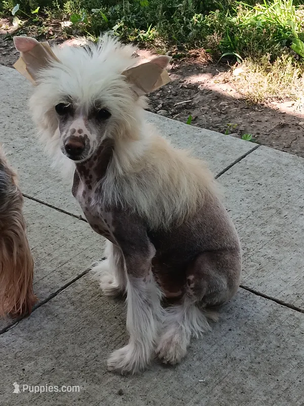 Lance – Chinese Crested puppy for sale in Armstrong, IA