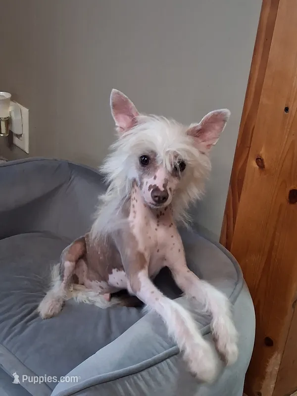 Elwood – Chinese Crested puppy for sale in Armstrong, IA