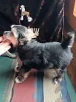 Jesse, a male Chinese Crested for sale in Armstrong, IA – 1 of 2