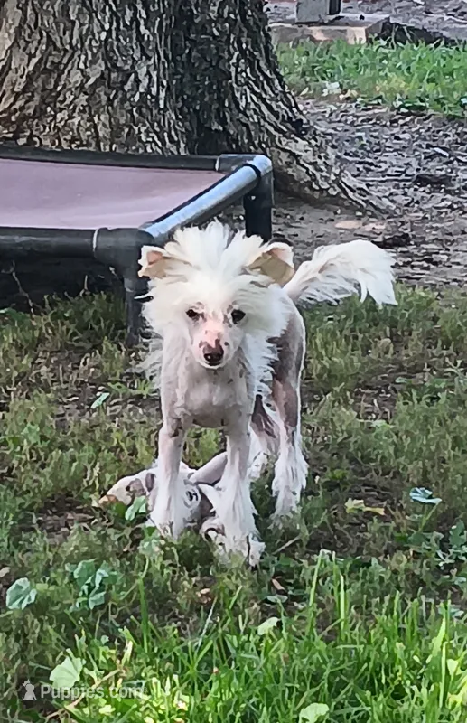 Elwood – Chinese Crested puppy for sale in Armstrong, IA