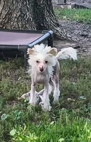 Elwood, a male Chinese Crested for sale in Armstrong, IA – 1 of 6