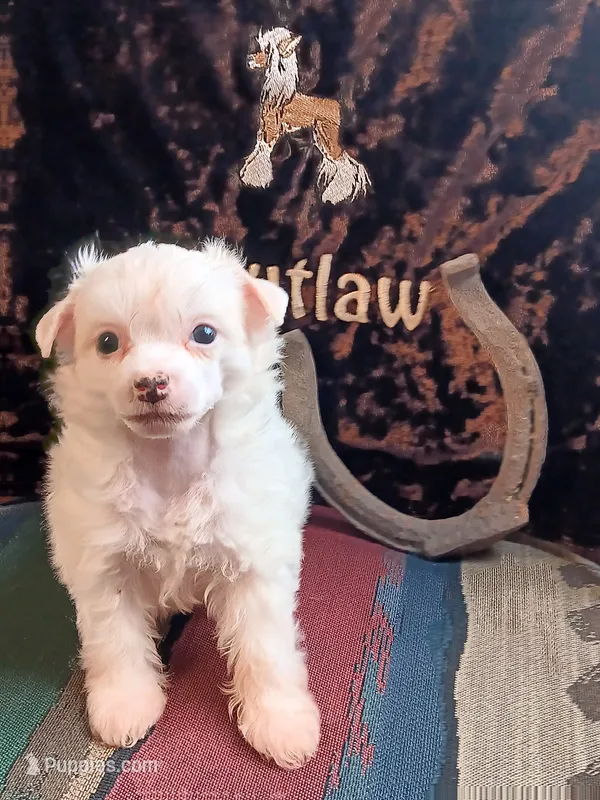 Tommy – Chinese Crested puppy for sale in Armstrong, IA