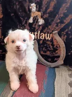 Tommy, a male Chinese Crested for sale in Armstrong, IA – 1 of 2