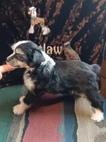 Remmie, a female Chinese Crested for sale in Armstrong, IA – 2 of 2