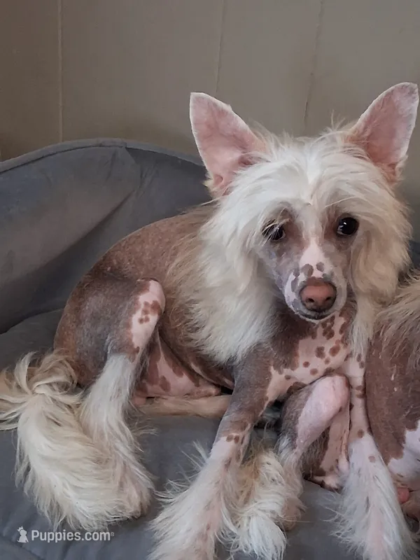 Lance – Chinese Crested puppy for sale in Armstrong, IA