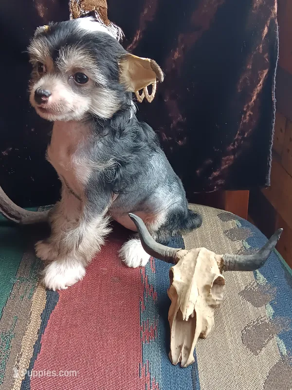 Jacey – Chinese Crested puppy for sale in Armstrong, IA