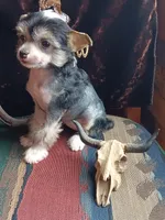 Jacey, a female Chinese Crested for sale in Armstrong, IA – 1 of 2