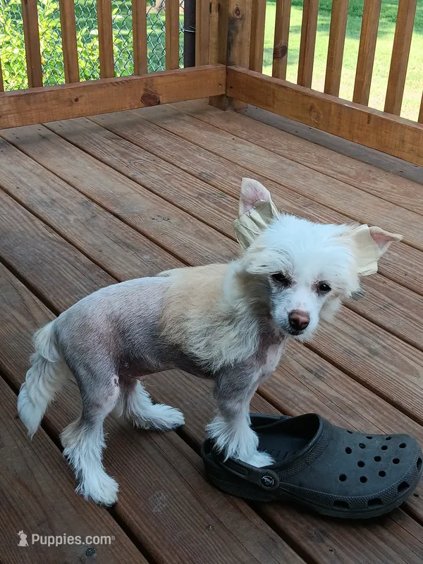 Lance – Chinese Crested puppy for sale in Armstrong, IA