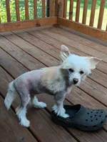 Lance, a male Chinese Crested for sale in Armstrong, IA – 1 of 3