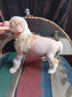 Elwood, a male Chinese Crested for sale in Armstrong, IA – 2 of 2