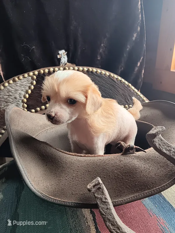 Vivie – Chinese Crested puppy for sale in Armstrong, IA